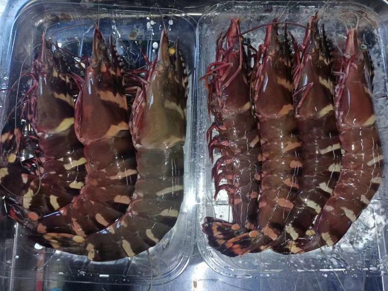 红爪虾