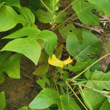 马褂木苗，一年生马褂木小苗80万株供应，基地主营树种