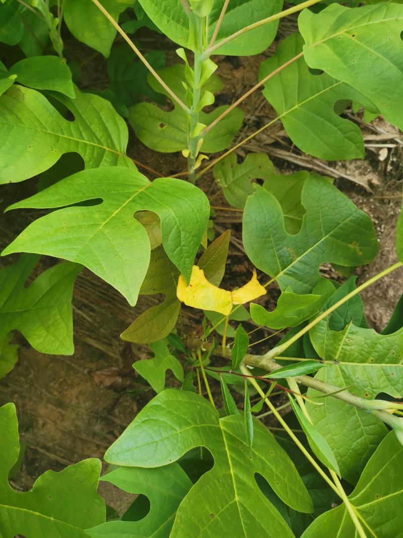 马褂木苗，一年生马褂木小苗80万株供应，基地主营树种