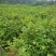 马褂木苗，一年生马褂木小苗80万株供应，基地主营树种
