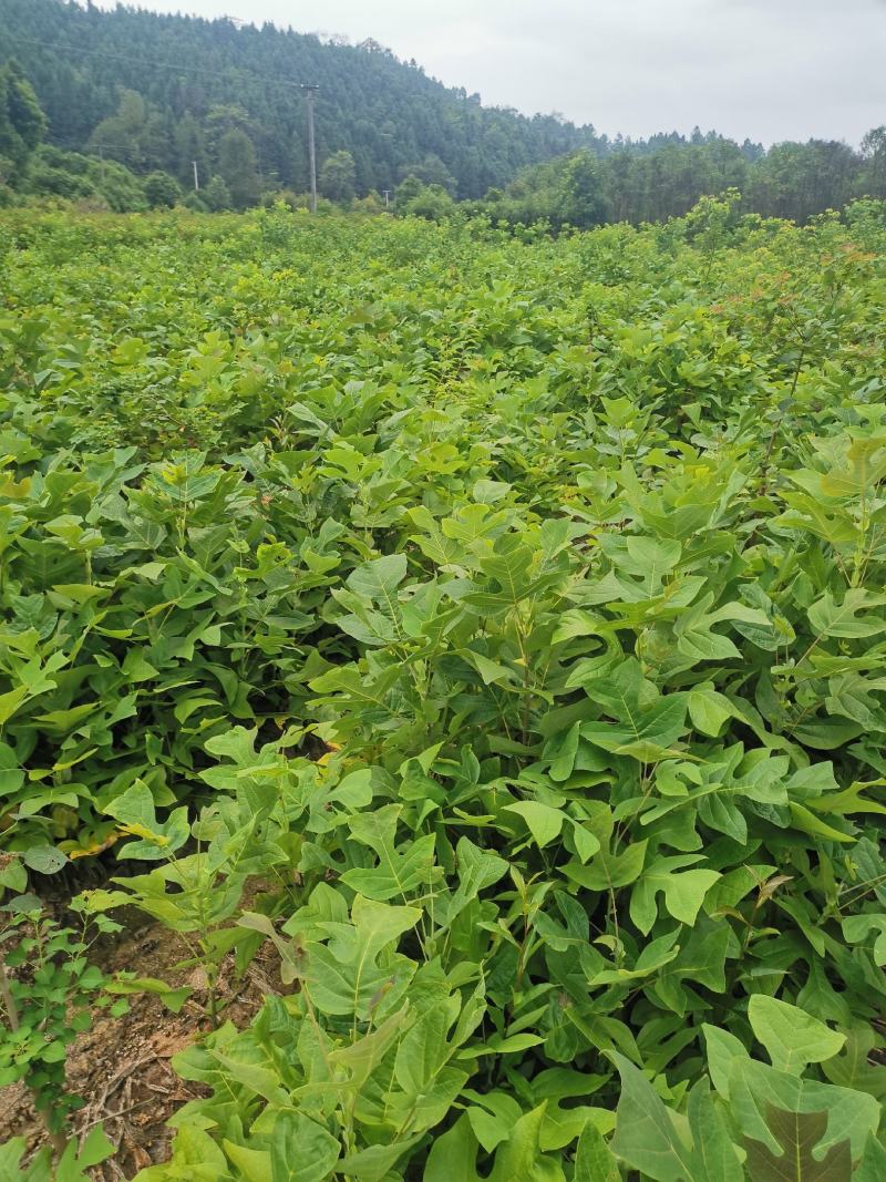 马褂木苗，一年生马褂木小苗80万株供应，基地主营树种