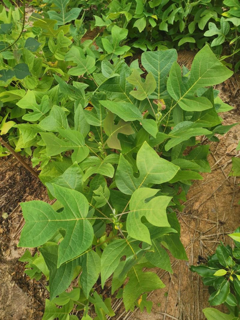 马褂木苗，一年生马褂木小苗80万株供应，基地主营树种