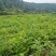 马褂木苗，一年生马褂木小苗80万株供应，基地主营树种