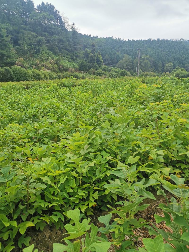 马褂木苗，一年生马褂木小苗80万株供应，基地主营树种