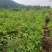 马褂木苗，一年生马褂木小苗80万株供应，基地主营树种