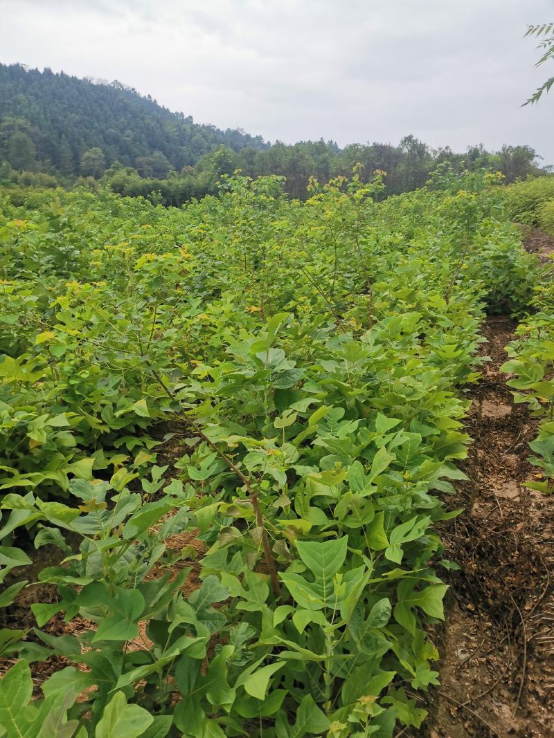马褂木苗，一年生马褂木小苗80万株供应，基地主营树种