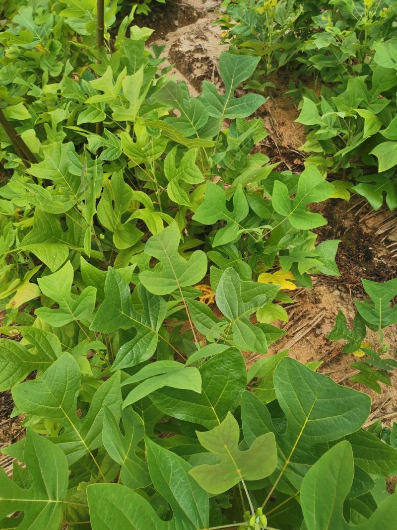 马褂木苗，一年生马褂木小苗80万株供应，基地主营树种