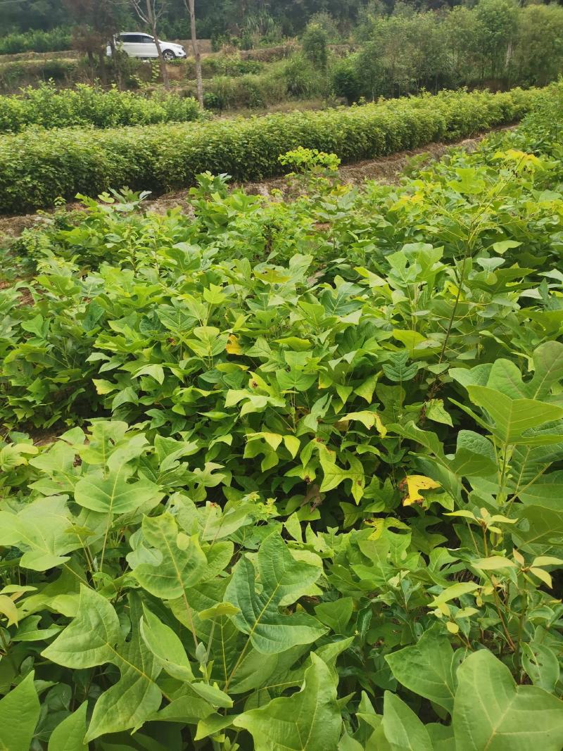 马褂木苗，一年生马褂木小苗80万株供应，基地主营树种