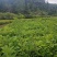 马褂木苗，一年生马褂木小苗80万株供应，基地主营树种
