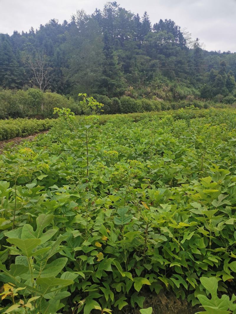 马褂木苗，一年生马褂木小苗80万株供应，基地主营树种