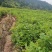 马褂木苗，一年生马褂木小苗80万株供应，基地主营树种