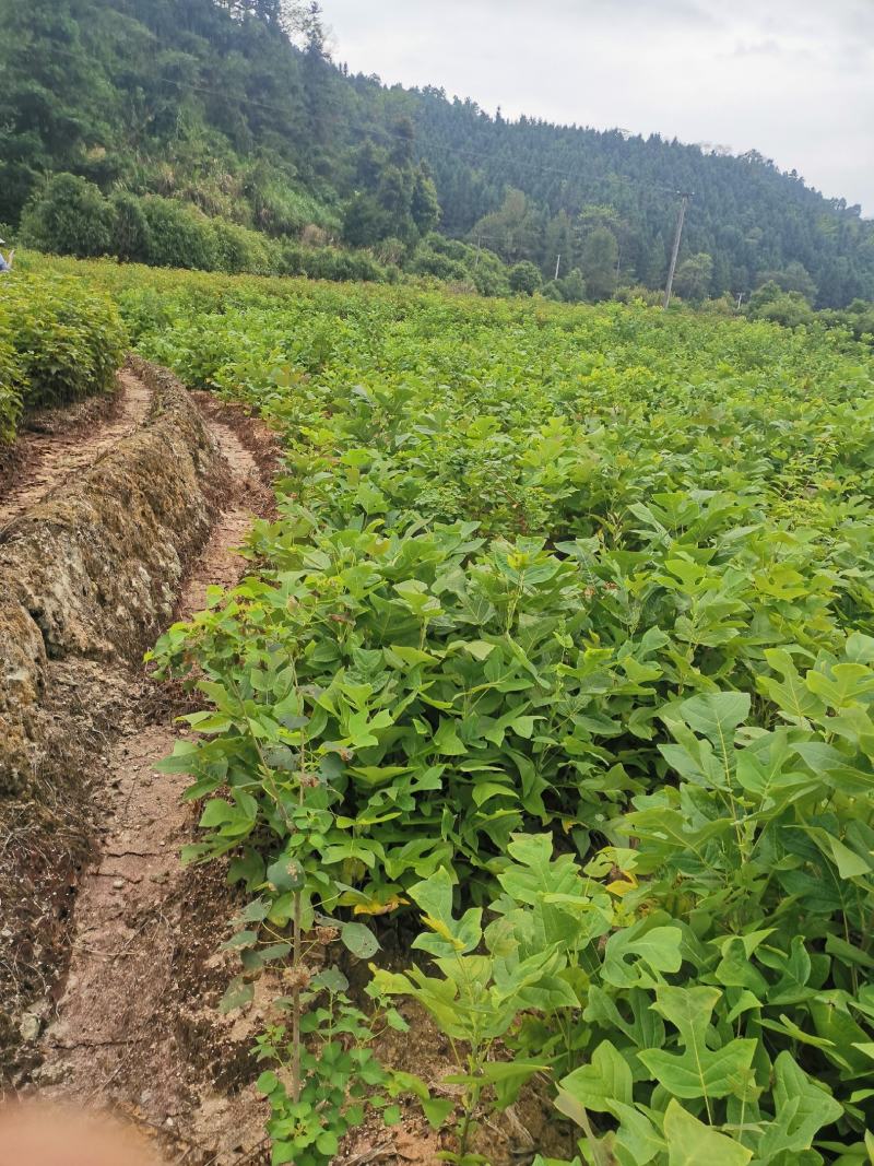 马褂木苗，一年生马褂木小苗80万株供应，基地主营树种