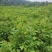 马褂木苗，一年生马褂木小苗80万株供应，基地主营树种