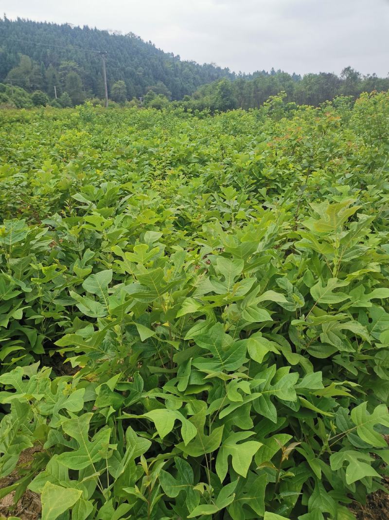 马褂木苗，一年生马褂木小苗80万株供应，基地主营树种