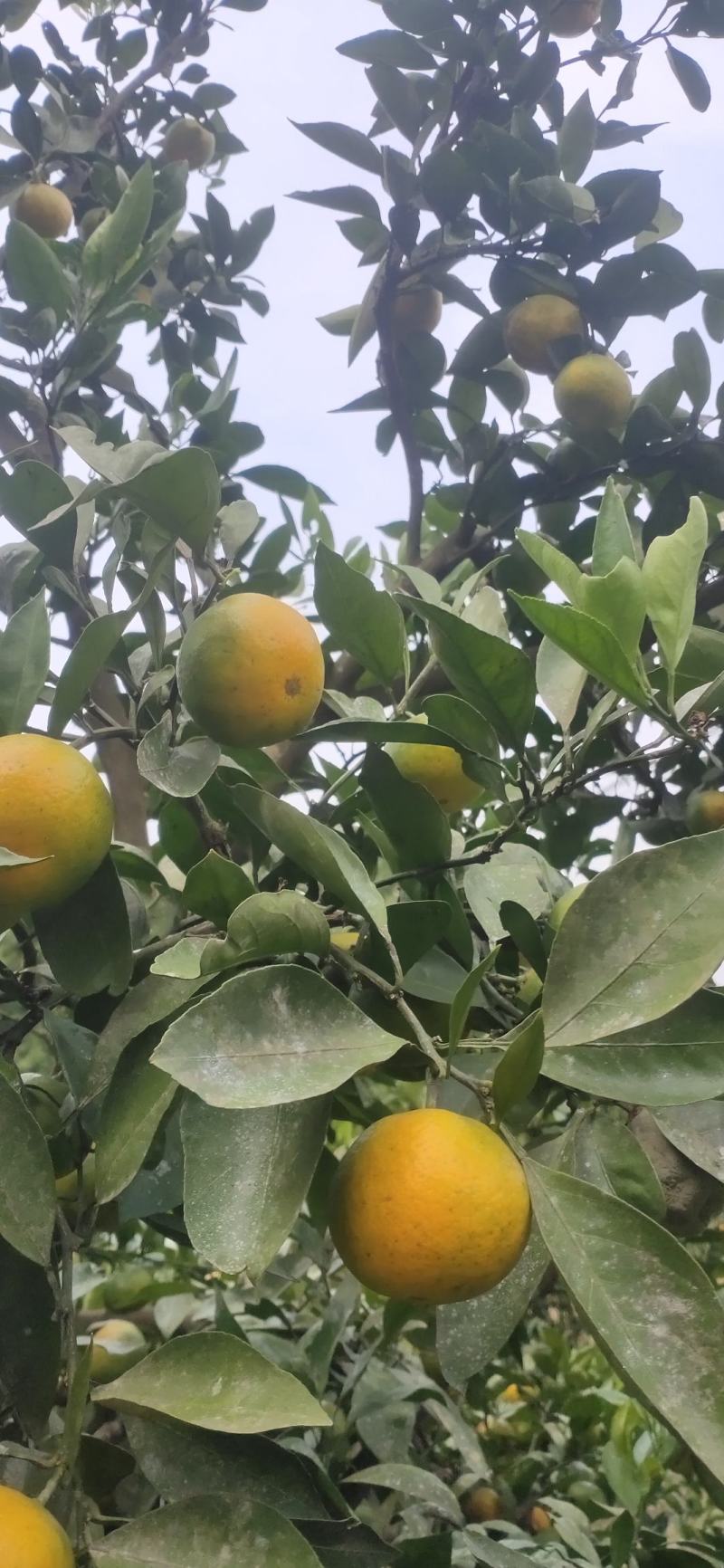四川蜜橘皮薄口感好酸甜适中货量充足一手货源欢迎致电