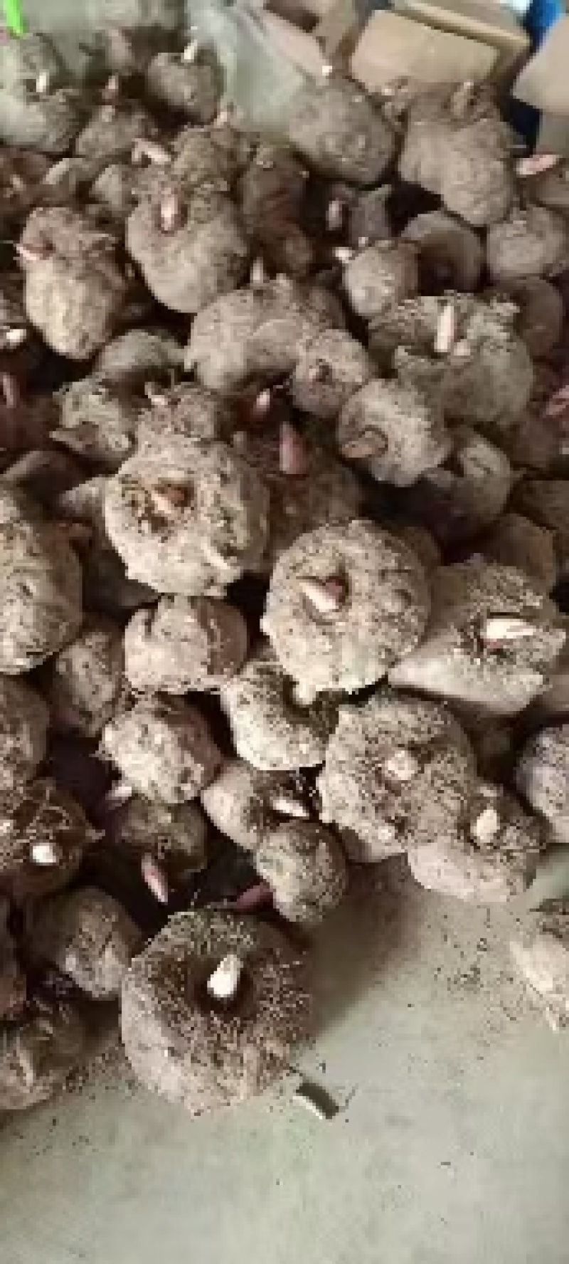 魔芋，秦岭商洛黑皮花魔芋，供应各种规格，欢迎各位老板来电