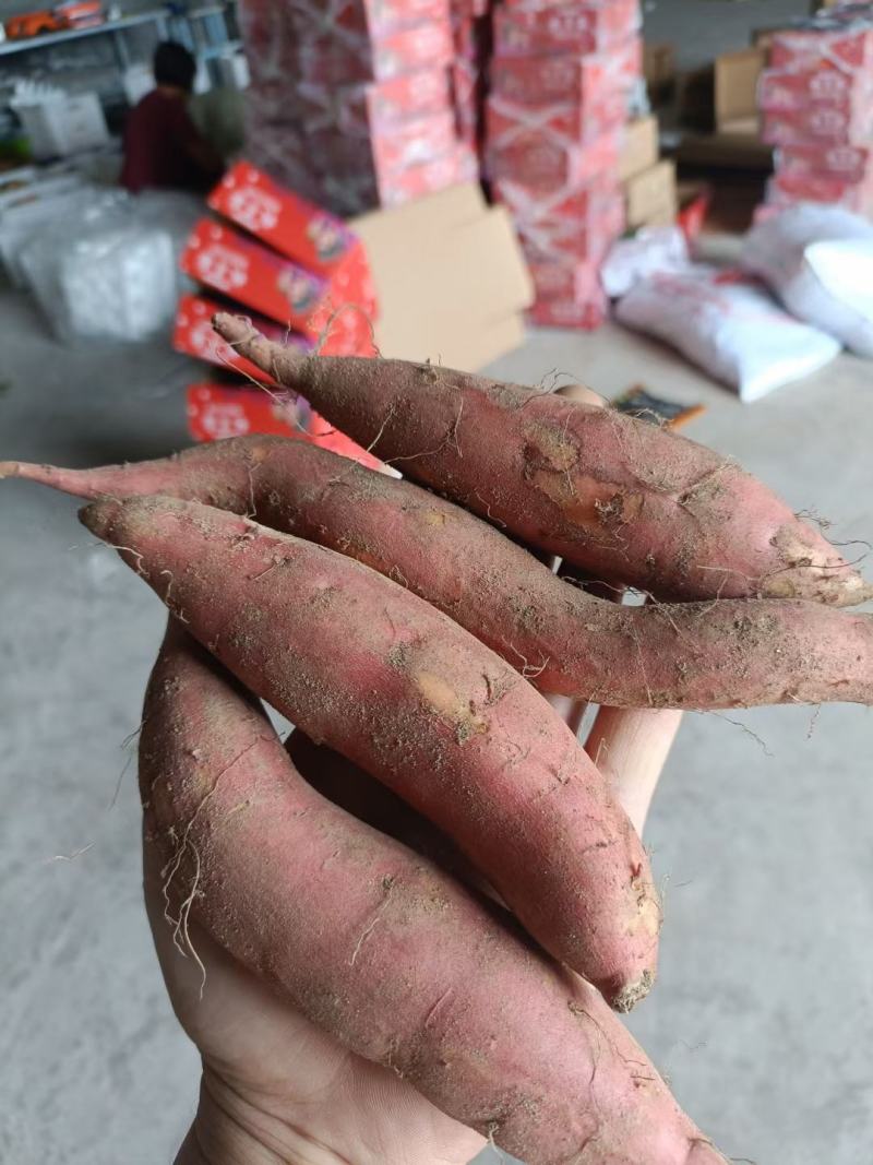 烟薯25，紫罗兰，粉子地瓜大量供应中，需要的可以预订了