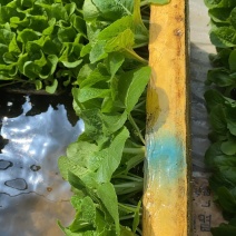 【精选】娃娃菜苗品质好货量大优惠提供专业指导