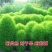 红地肤种子绿地肤花种子扫帚苗孔雀松景观花海庭院草