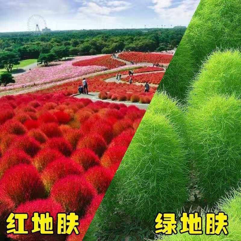 红地肤种子绿地肤花种子扫帚苗孔雀松景观花海庭院草