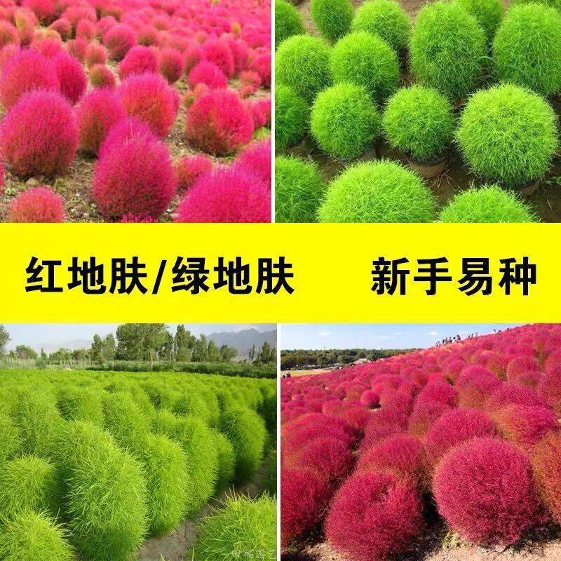 红地肤种子绿地肤花种子扫帚苗孔雀松景观花海庭院草