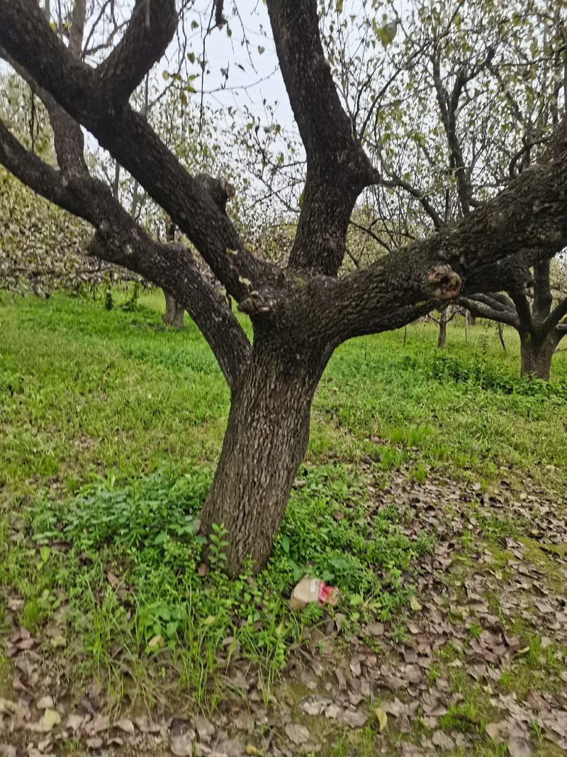 梨树20公分到40公分4米以上百年老梨树