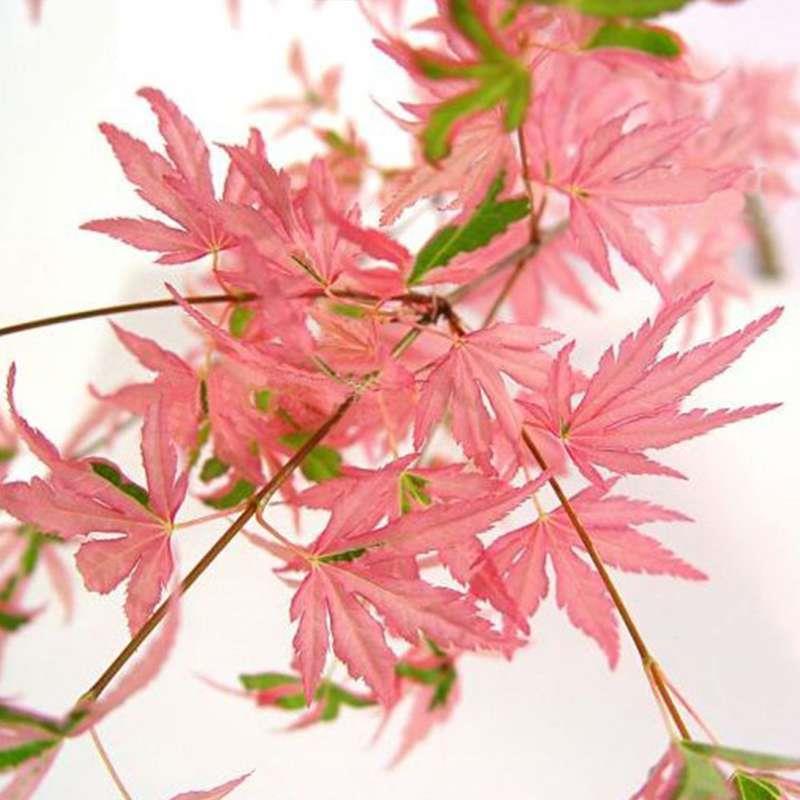 日本红枫，泰勒枫树，红枫彩色分数系列粉枫枫