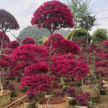 红花红继木球