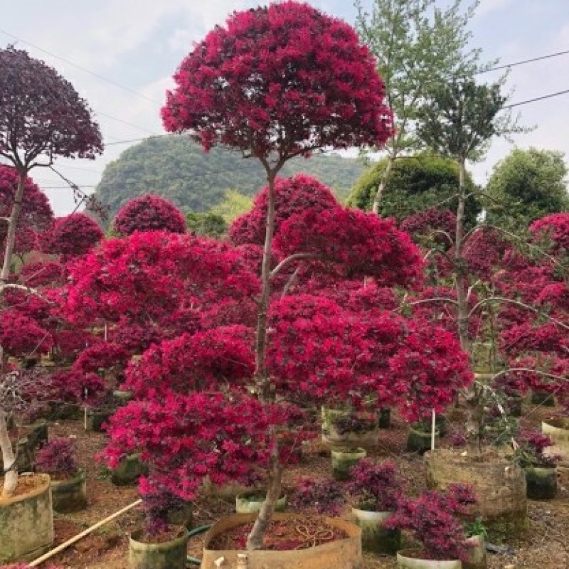 红花红继木球