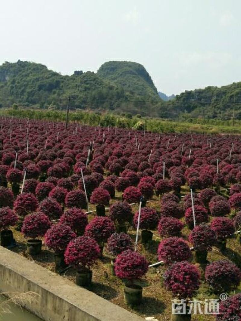红花红继木球