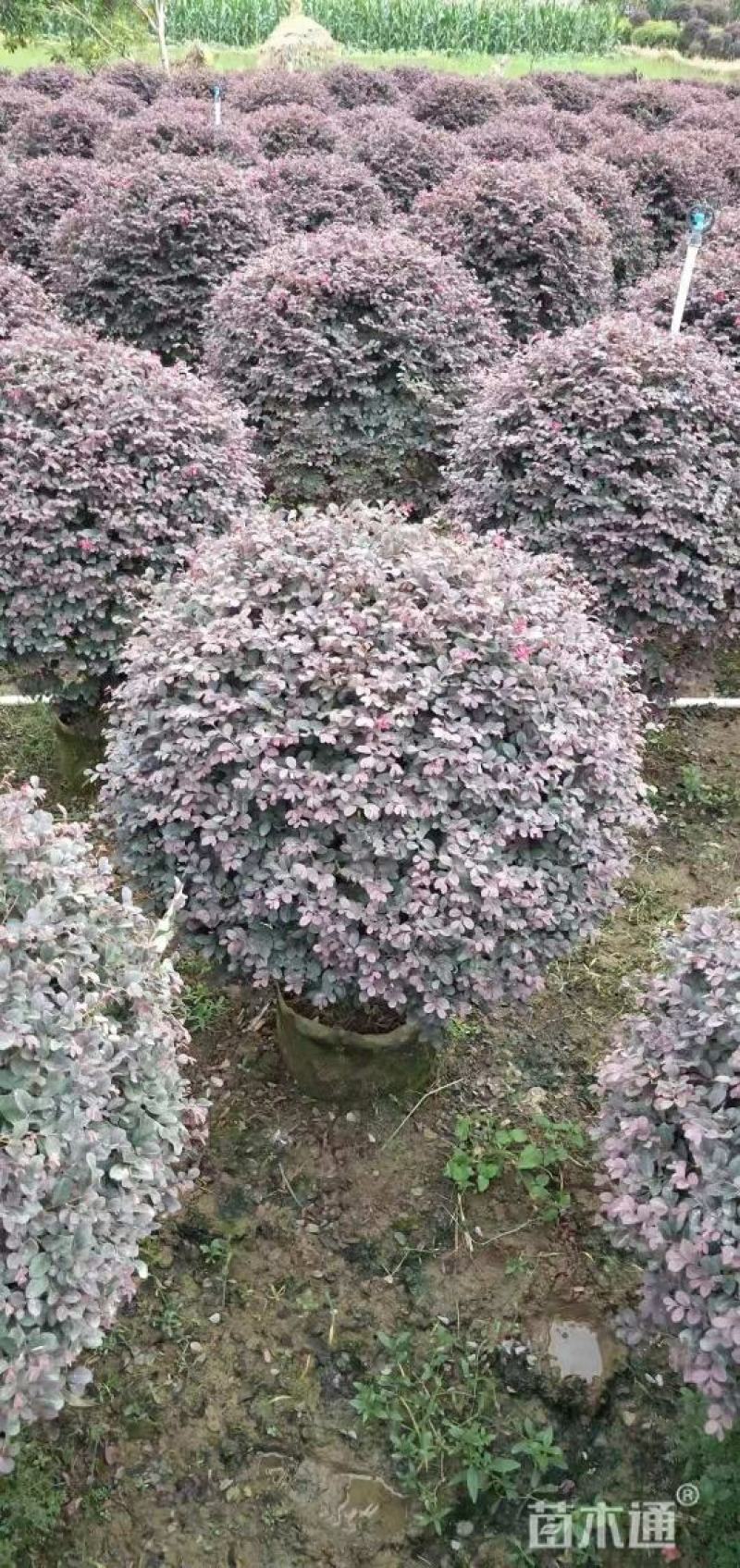 红花红继木球