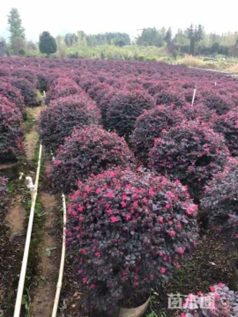 红花红继木球
