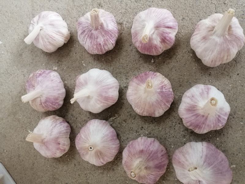 金乡紫皮大蒜正宗苍山四六瓣射阳蒜红皮川蒜产地直发