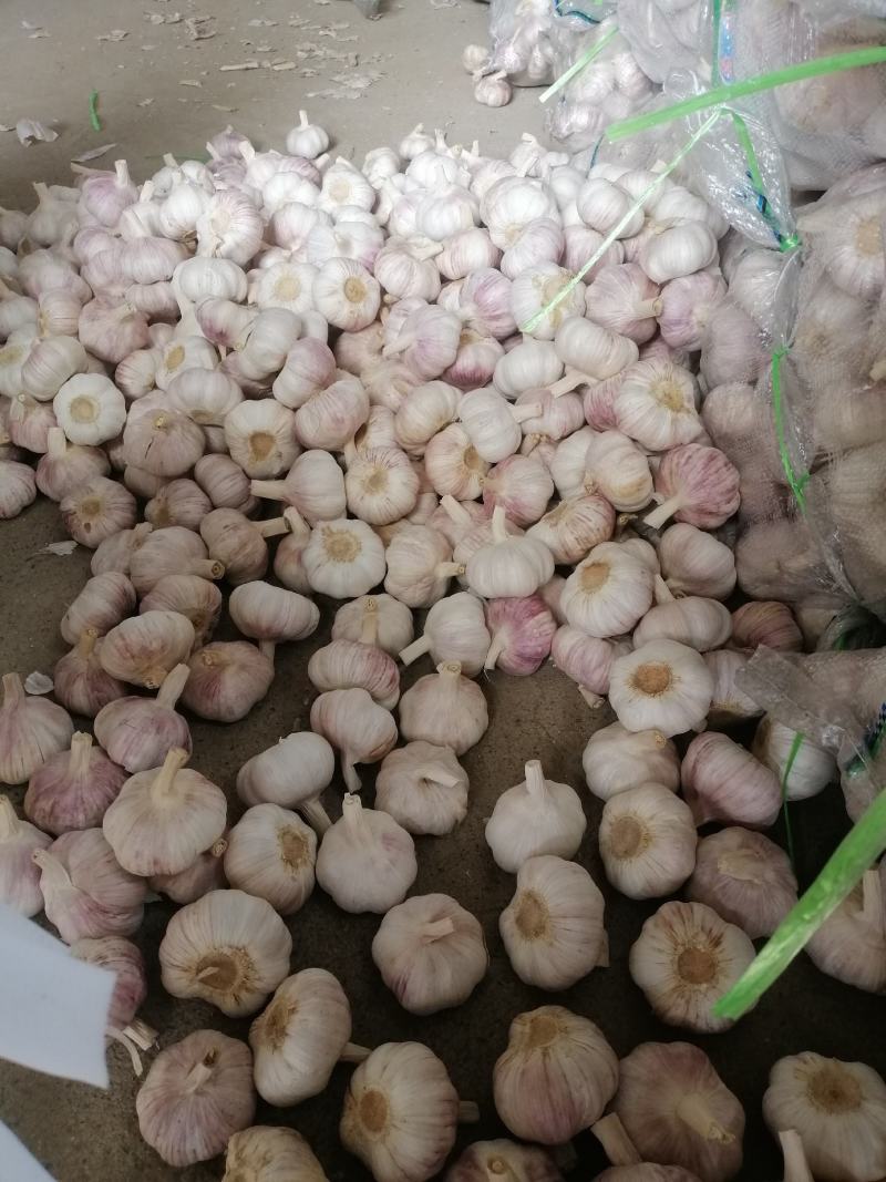 金乡紫皮大蒜正宗苍山四六瓣射阳蒜红皮川蒜产地直发