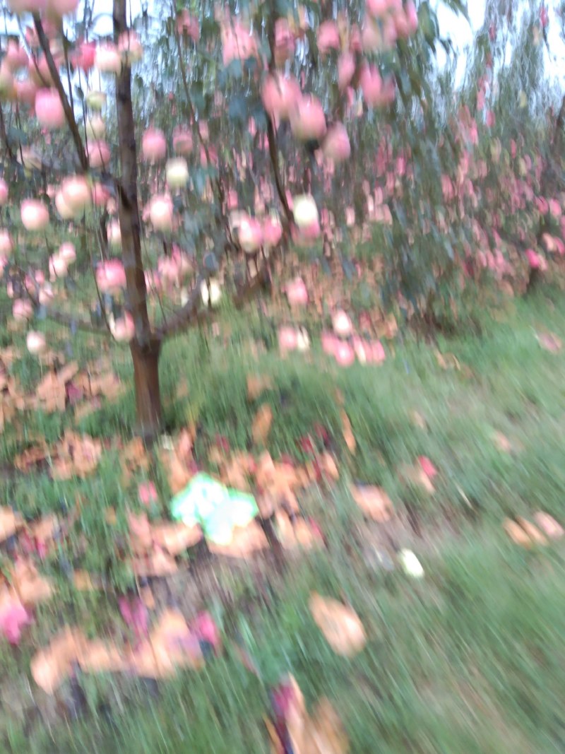 辽宁省葫芦岛市绥中县苹果