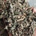 【牛商推荐】旱莲草墨旱莲旱无土吸尘一公斤起批带抓药方