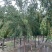 精品:丝棉木8公分10公分12公分15公分丝棉木