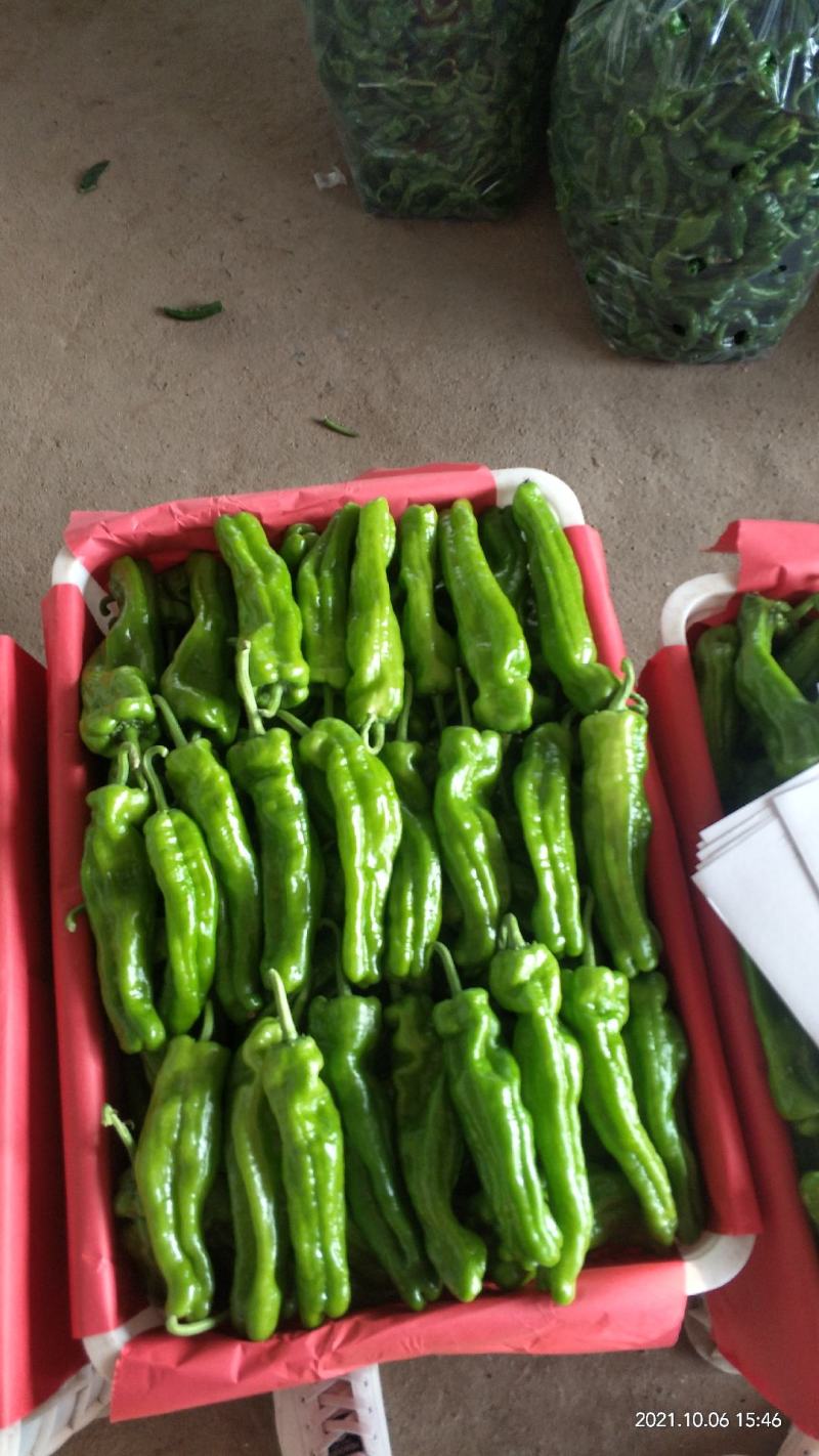 芜湖辣椒，小皱皮辣椒