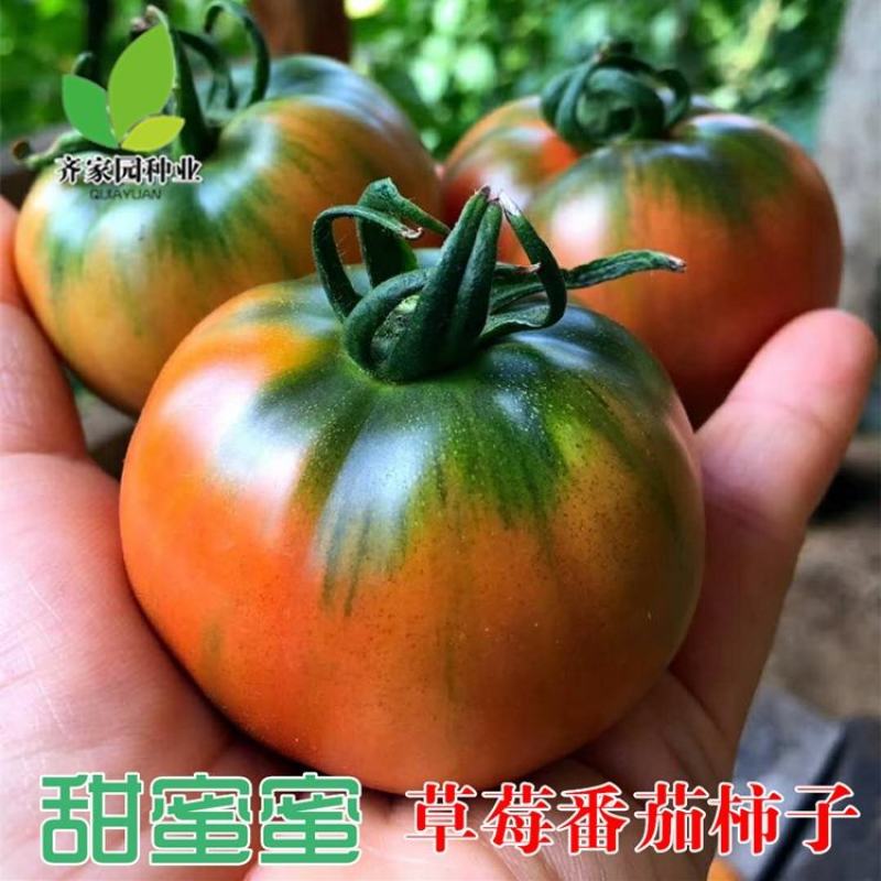水果番茄种子甜蜜蜜西红柿种子，无限生长型,早熟1000粒
