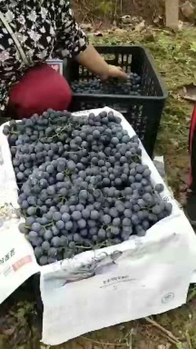 高山葡萄刺葡萄酿酒葡萄欢迎老板订购