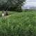 四川白姜，姜种