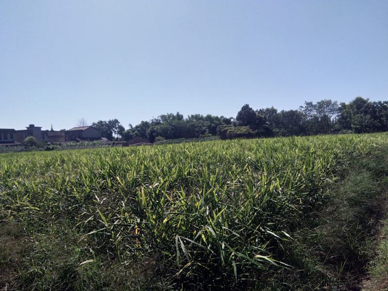 四川白姜，姜种