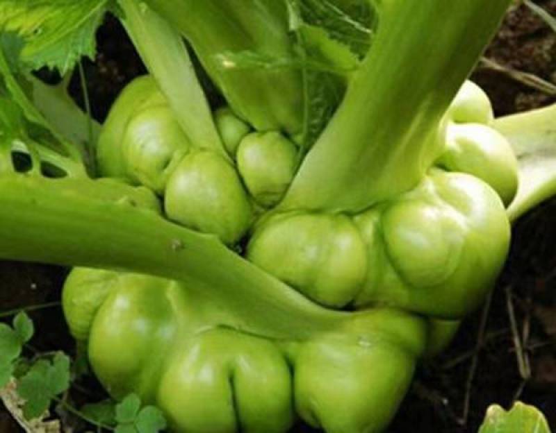 儿菜本基地是果蔬专业合作社有大量蔬菜供货