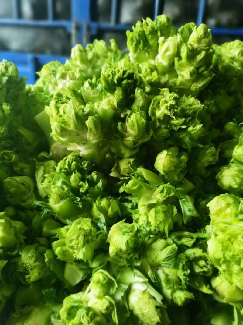 儿菜本基地是果蔬专业合作社有大量蔬菜供货