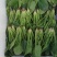 菠菜
