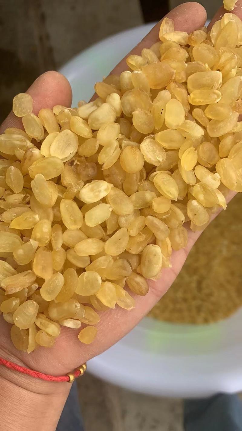 皂角米大双夹，实拍图长年有货，大货批发，