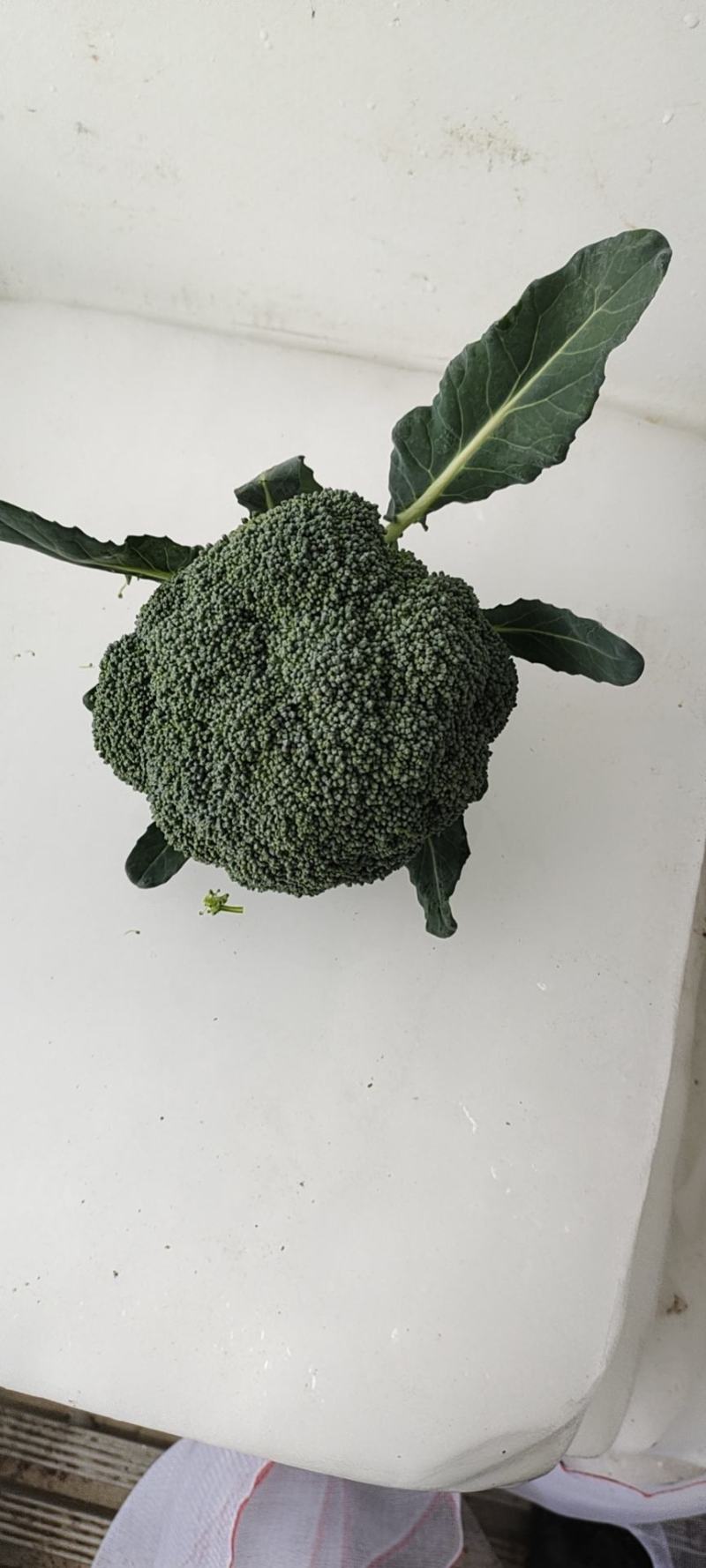 基地直供西蓝花以上市热卖中，欢迎订购可包装可散装