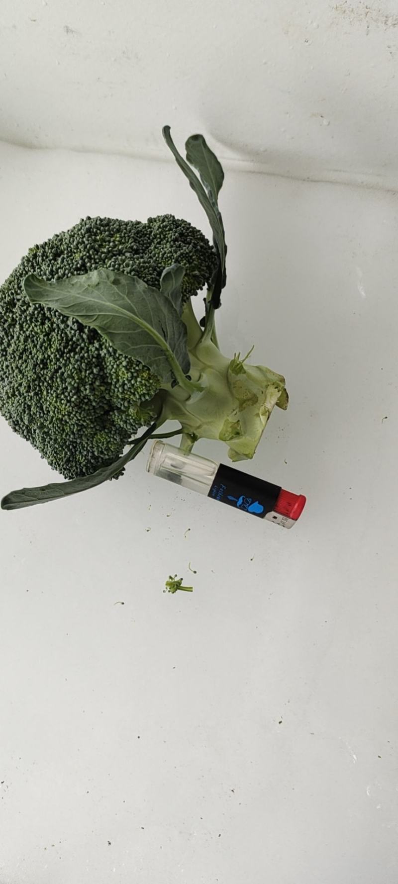 基地直供西蓝花以上市热卖中，欢迎订购可包装可散装
