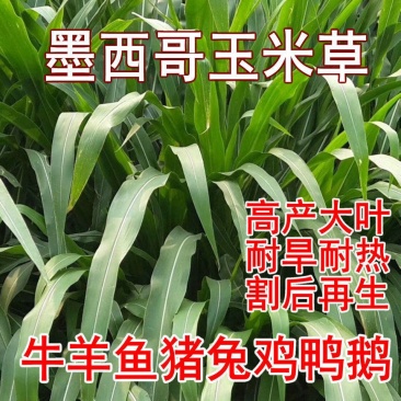 墨西哥玉米草种牧草种籽四季养殖一月割3茬高产包邮牧草种子