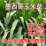墨西哥玉米草种牧草种籽四季养殖一月割3茬高产包邮牧草种子